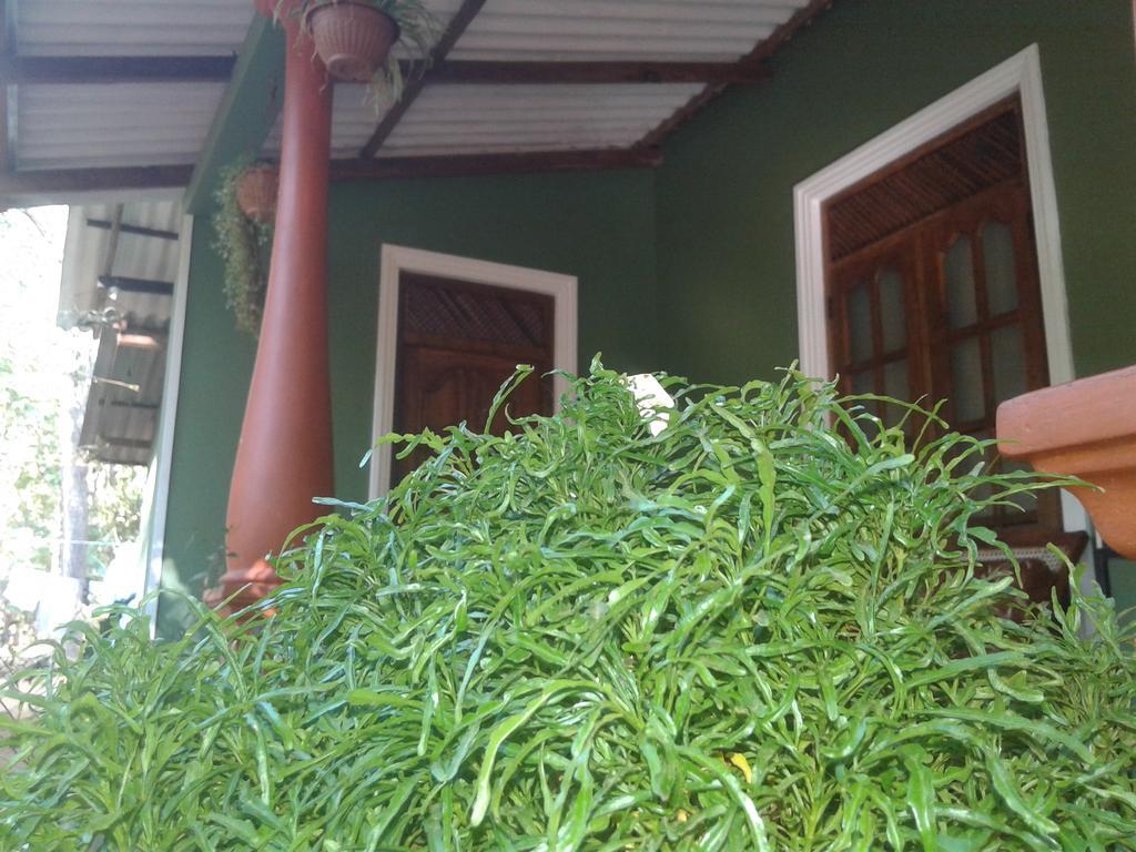 Green Bamboo House Сигирия Экстерьер фото