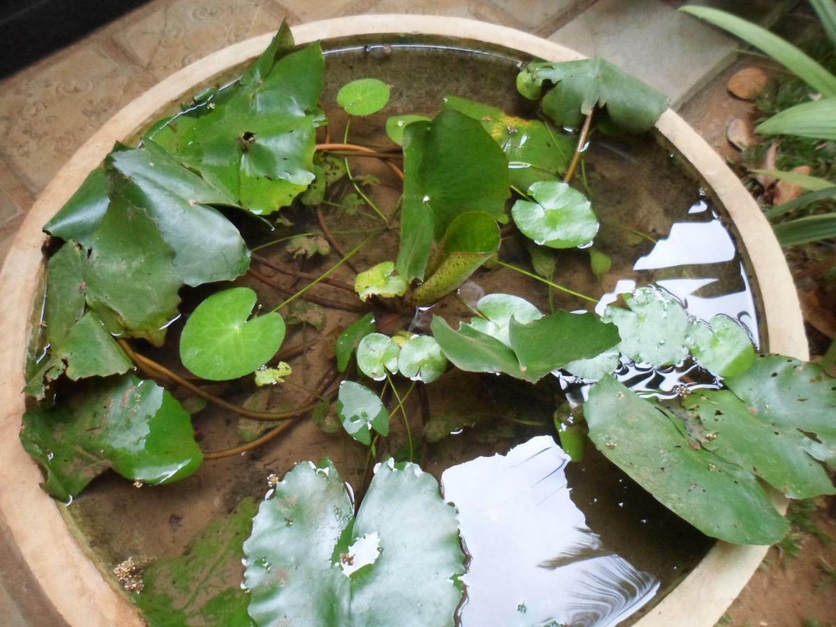 Green Bamboo House Сигирия Экстерьер фото